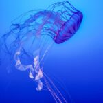 Dermabel Krem Nedir Ne İçin Kullanılır