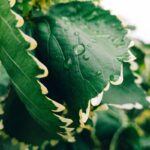 Dicetel 50 Mg Nedir Ne İçin Kullanılır