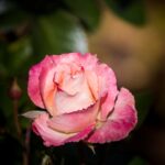 Etolax Nedir Ne İçin Kullanılır