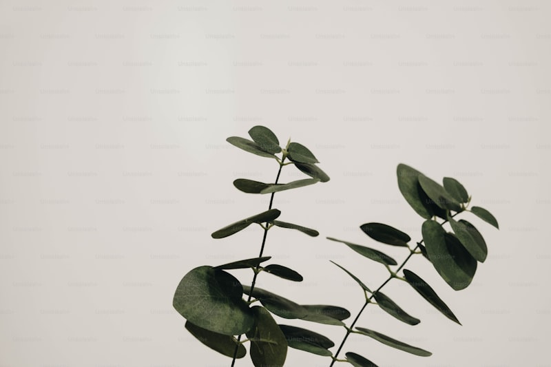 Magosit Nedir Ne İçin Kullanılır Magosit Nedir Ne İçin Kullanılır