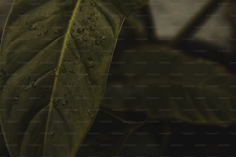 Prednol İğne Nedir