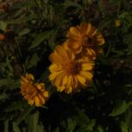 Procto Glyvenol Fitil Nedir