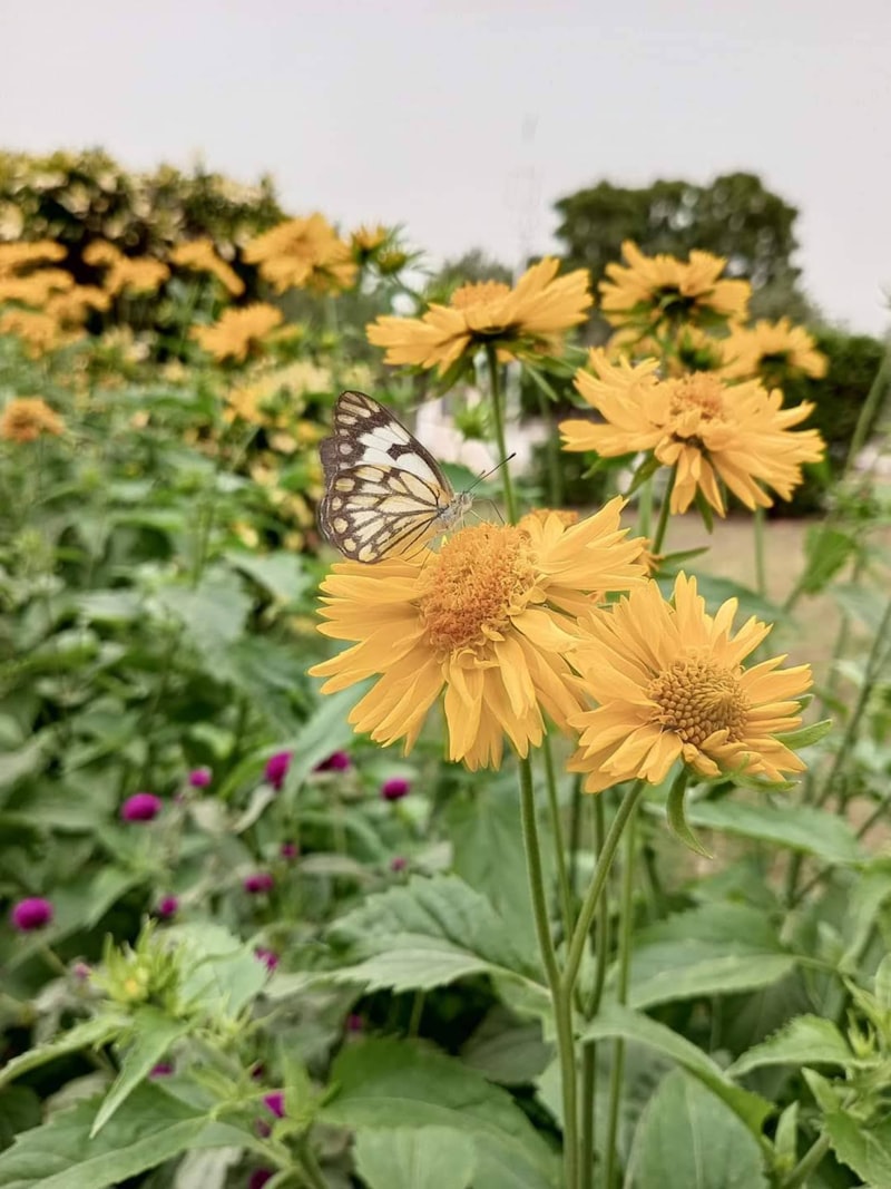 Procto Glyvenol Fitil Nedir Procto Glyvenol Fitil Nedir