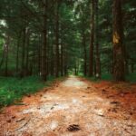 Serex Nedir Ne İçin Kullanılır