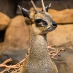 Tranko Buskas Nedir Ne İşe Yarar