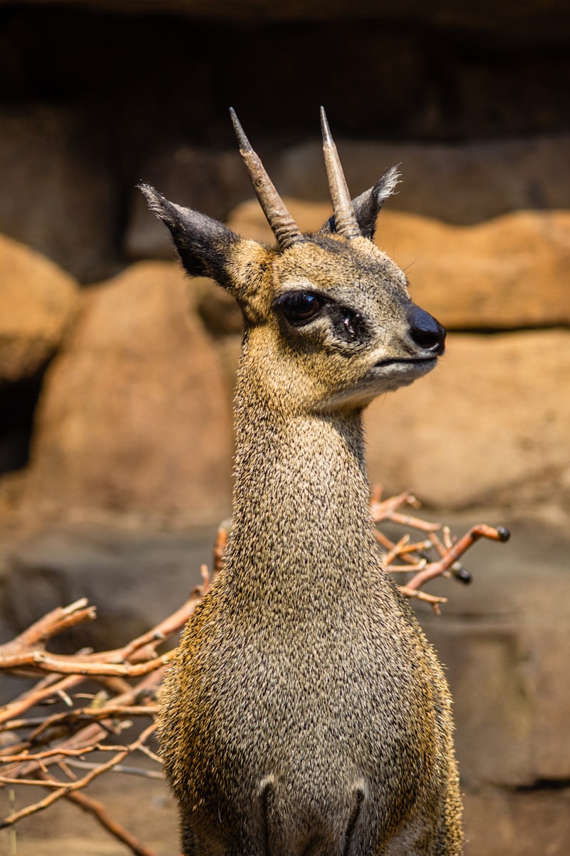 Tranko Buskas Nedir Ne İşe Yarar